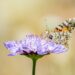 Una vanesa de los cardos posada en una flor. Fotografía de Xavier Mas Ferrà