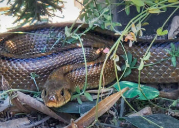 Imagen de una serpiente compartida en redes sociales por el Consell de Formentera.