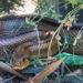 Imagen de una serpiente compartida en redes sociales por el Consell de Formentera.