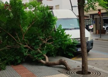 La copa del árbol se ha desplomado sobre la acera tras partirse el tronco. Foto S. R. Noudiari