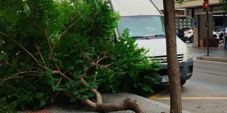 La copa del árbol se ha desplomado sobre la acera tras partirse el tronco. Foto S. R. Noudiari