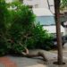 La copa del árbol se ha desplomado sobre la acera tras partirse el tronco. Foto S. R. Noudiari