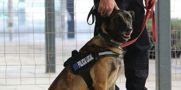 La perra Kata, en una imagen compartida por la Policía local de Ibiza.