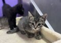 Algunos de los gatitos que necesitan de voluntarios y voluntarias.