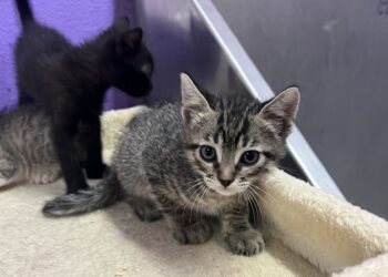 Algunos de los gatitos que necesitan de voluntarios y voluntarias.