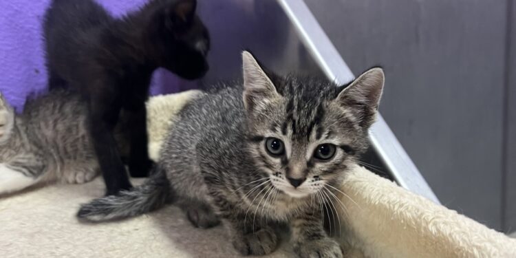 Algunos de los gatitos que necesitan de voluntarios y voluntarias.