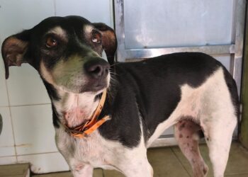 Wanda, una de las perras abandonadas y encontradas junto a la central de Gesa en Ibiza, ahora ya adoptada y con una nueva familia.