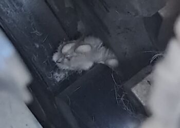 Imagen de la patita del felino, atrapado en la cadena de distribución. Foto: Bomberos de Ibiza