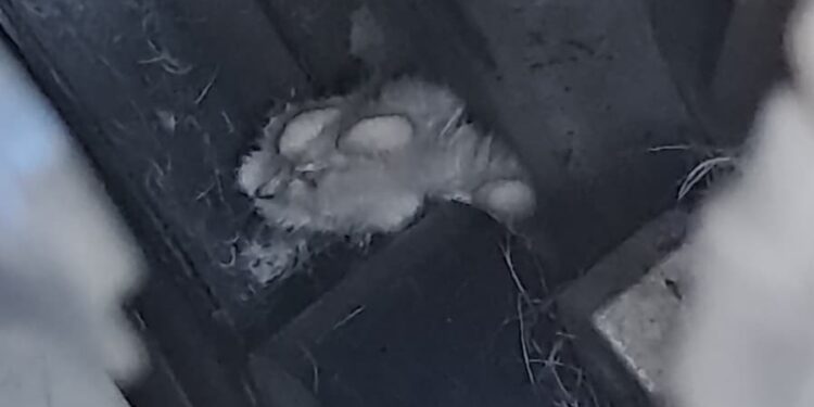 Imagen de la patita del felino, atrapado en la cadena de distribución. Foto: Bomberos de Ibiza