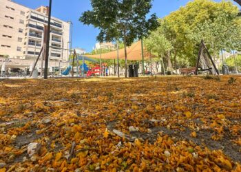 Imagen del manto de flor de tipuanas en el bulevar Abel Matutes. Foto: Noudiari
