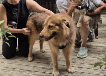 Yoda, el perro abandonado.