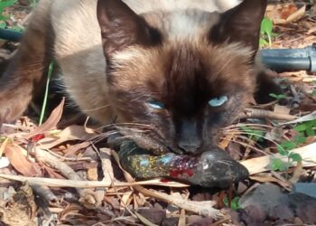 Un gato comiéndose un lagarto tizón de Tenerife. / Ingrid Rivero