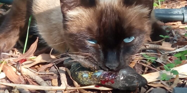 Un gato comiéndose un lagarto tizón de Tenerife. / Ingrid Rivero