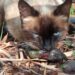 Un gato comiéndose un lagarto tizón de Tenerife. / Ingrid Rivero