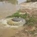Uno de los vídeos que recoge una arqueta rezumando fecales el pasado 15 de julio en Cala de Bou, Sant Josep, al lado del mar y de viviendas y establecimientos turísticos. Imagen: Salvem sa Badia