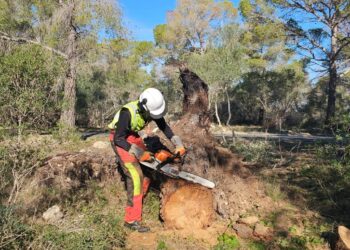 Un trabajador realiza tareas de limpieza en una zona boscosa de Baleares. Foto: Caib