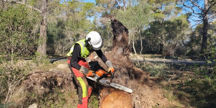 Un trabajador realiza tareas de limpieza en una zona boscosa de Baleares. Foto: Caib