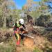 Un trabajador realiza tareas de limpieza en una zona boscosa de Baleares. Foto: Caib