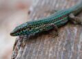Un ejemplar de lagartija pitiusa (Podarcis pityusensis) . / CAIB