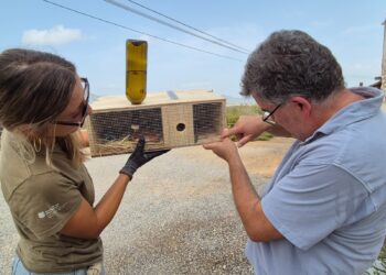 El conseller de Medi Ambient, Joan Simonet, evalúa una trampa para serpientes junto a una agente de Medio Ambiente, hoy en el Parc Natural de ses Salines. Foto: Caib