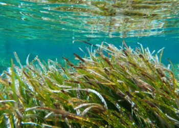 Detalle de pradera de posidonia