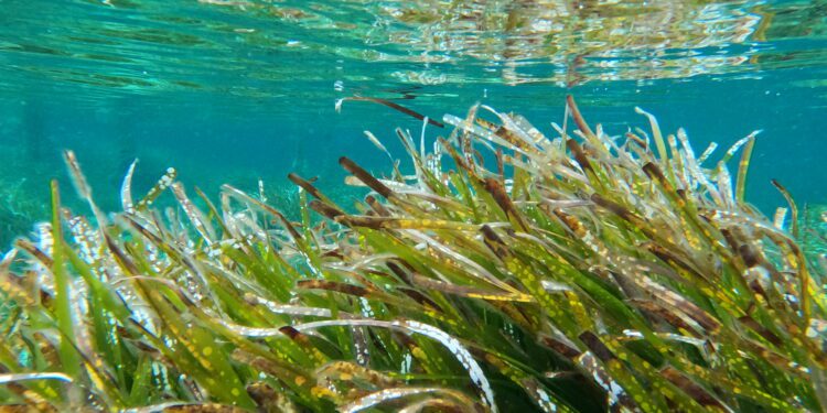 Detalle de pradera de posidonia