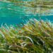 Detalle de pradera de posidonia