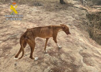 Uno de los podencos maltratados y desnutridos en la finca donde se encontró un animal muerto y otros tres moribundos.
