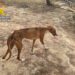 Uno de los podencos maltratados y desnutridos en la finca donde se encontró un animal muerto y otros tres moribundos.