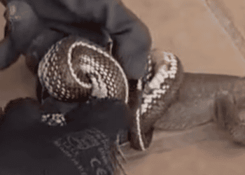 Una culebra de California a punto de matar a un lagarto canario, en el momento en el que los rescatistas los separan. @stopculebrareal