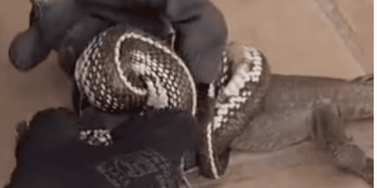 Una culebra de California a punto de matar a un lagarto canario, en el momento en el que los rescatistas los separan. @stopculebrareal