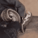 Una culebra de California a punto de matar a un lagarto canario, en el momento en el que los rescatistas los separan. @stopculebrareal
