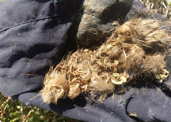 Amasijo de restos de ratones muertos en una trampa: no queda más que pelo y huesecillos. Cedida