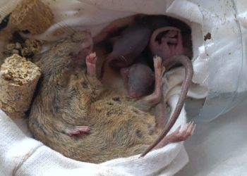 Un ratón y varias crías muertas hallados en una trampa del Cofib. El Govern asegura que todas las trampas halladas en este estado se corresponden a trampas robadas. Foto cedida.