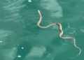 La serpiente de herradura que fue hallada ayer nadando en s'Estany des Peix de Formentera.