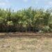Imagen de la zona incendiada compartida por medios de la Conselleria de Medi Natural.