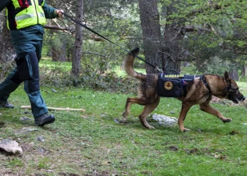 Un perro de rastreo especializado de la Guardia Civil en una imagen de archivo.