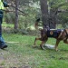 Un perro de rastreo especializado de la Guardia Civil en una imagen de archivo.