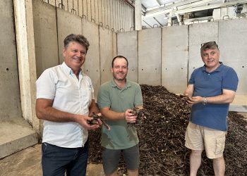 Joan Marí Guasch, Juan Antonio Prats y Toni Tur sosteniendo puñados de las primeras algarrobas de la temporada de Ibiza. Foto Noudiari