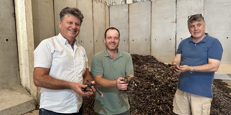 Joan Marí Guasch, Juan Antonio Prats y Toni Tur sosteniendo puñados de las primeras algarrobas de la temporada de Ibiza. Foto Noudiari