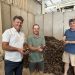 Joan Marí Guasch, Juan Antonio Prats y Toni Tur sosteniendo puñados de las primeras algarrobas de la temporada de Ibiza. Foto Noudiari