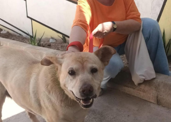 Kali, la perra abandonada en Ibiza