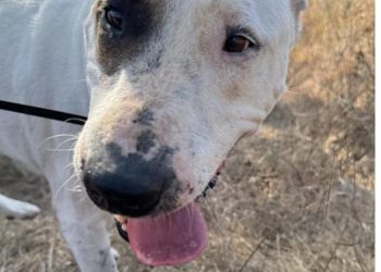 La perra Princesa, abandonada, permanece en Sa Coma a la espera de una familia de adopción. Foto: Ayto. Ibiza