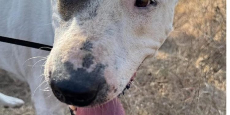La perra Princesa, abandonada, permanece en Sa Coma a la espera de una familia de adopción. Foto: Ayto. Ibiza