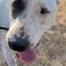 La perra Princesa, abandonada, permanece en Sa Coma a la espera de una familia de adopción. Foto: Ayto. Ibiza