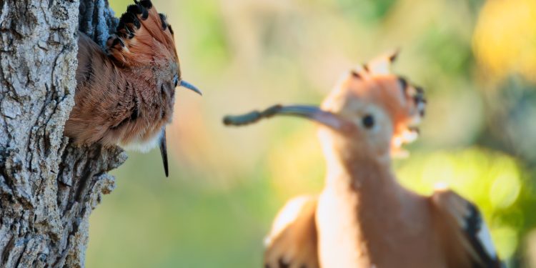 Alimentando a los pollos. En esta imagen de Marc Torres vemos a un adulto alimentando con una oruga a un pollo en el garrover de Joan Micolau. Foto de Marc Torres