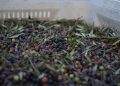 Aceiturnas en la nueva almazara de Formentera. Fotos: Consell