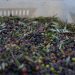 Aceiturnas en la nueva almazara de Formentera. Fotos: Consell